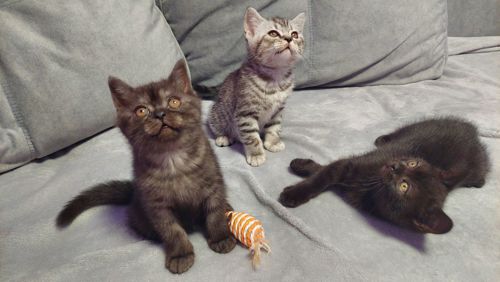 Шотландські кошенята Скотіш страйт