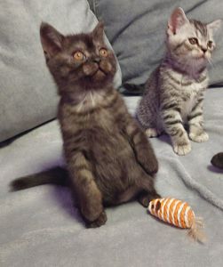 Шотландське кошенята Скотіш страйт
