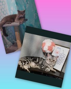 Шотландське кошенята Скотіш страйт