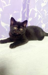 Шотландські кошенята Скотіш страйт