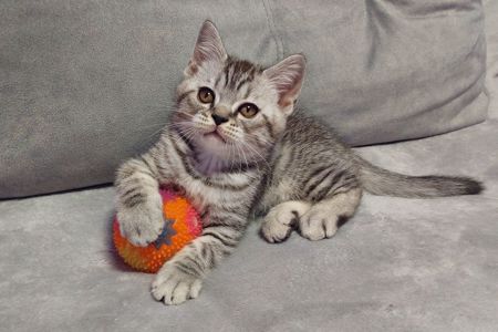 Шотландські кошенята Скотіш страйт