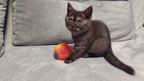 Шотландське кошенята Скотіш страйт