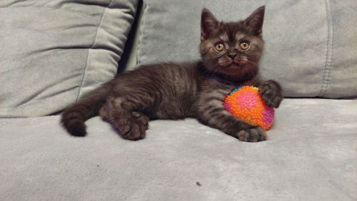 Шотландське кошенята Скотіш страйт