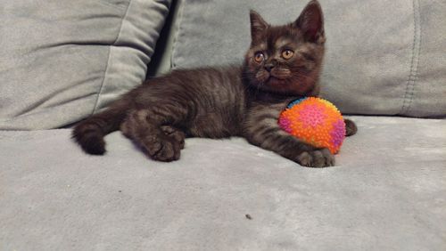 Шотландське кошенята Скотіш страйт