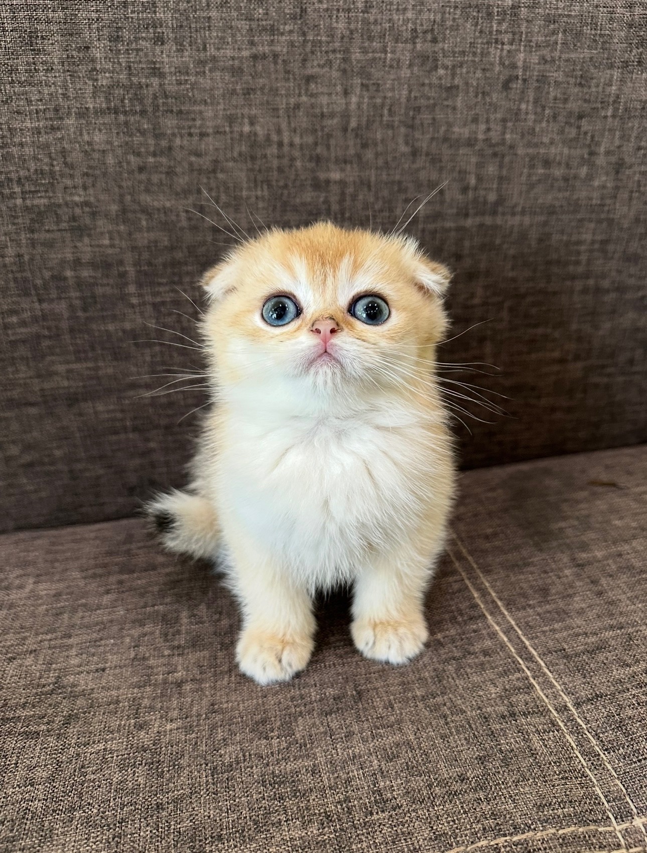 Елітне шотландське кошеня Дівчинка Scottish Fold