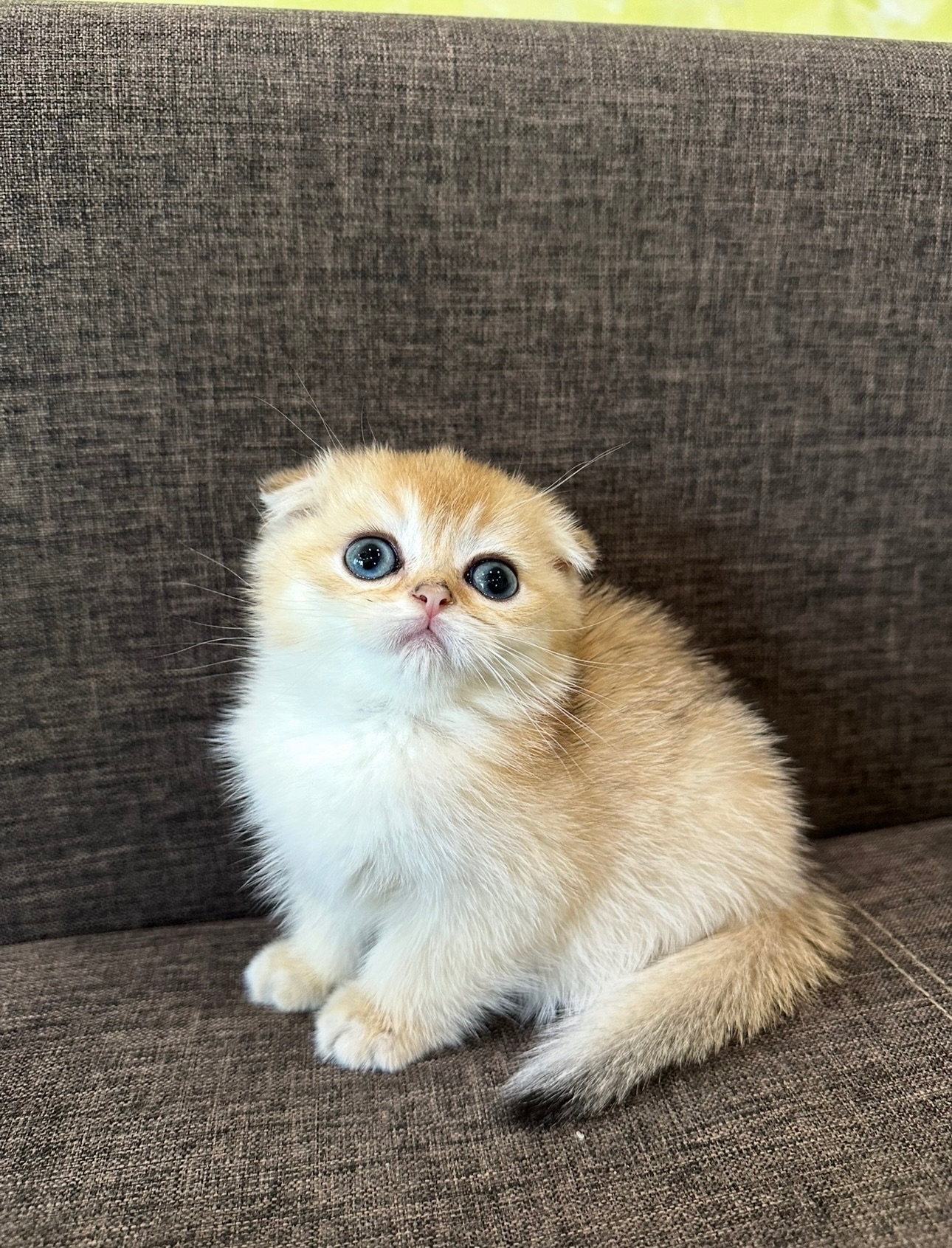 Елітне шотландське кошеня Дівчинка Scottish Fold