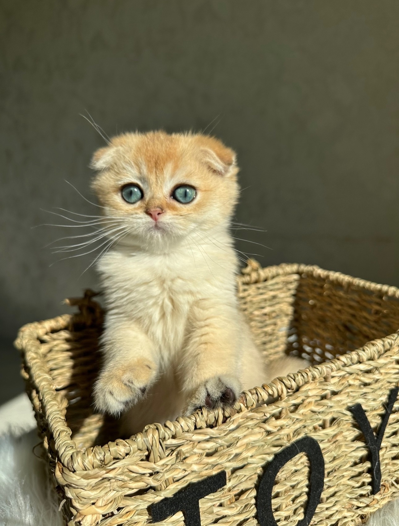 Елітне шотландське кошеня Дівчинка Scottish Fold