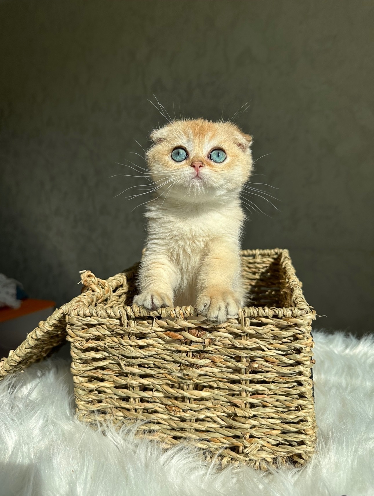 Елітне шотландське кошеня Дівчинка Scottish Fold