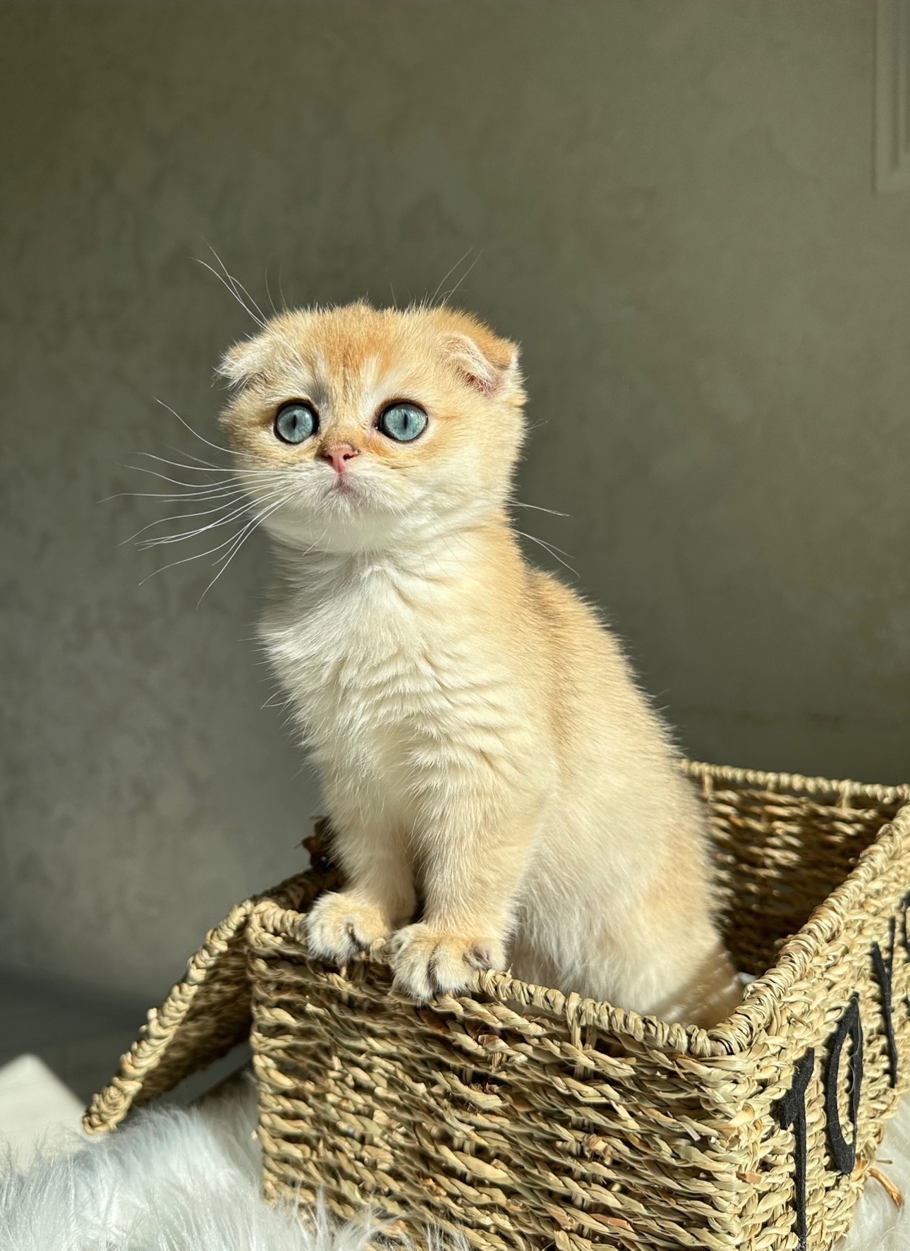 Елітне шотландське кошеня Дівчинка Scottish Fold