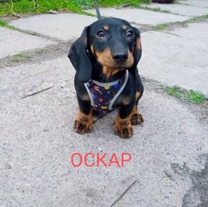 Щенки стандартной таксы