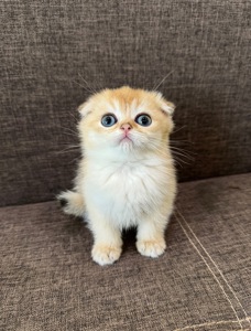 Елітне шотландське кошеня Дівчинка Scottish Fold