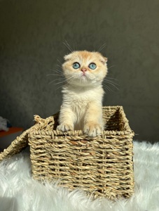 Елітне шотландське кошеня Дівчинка Scottish Fold