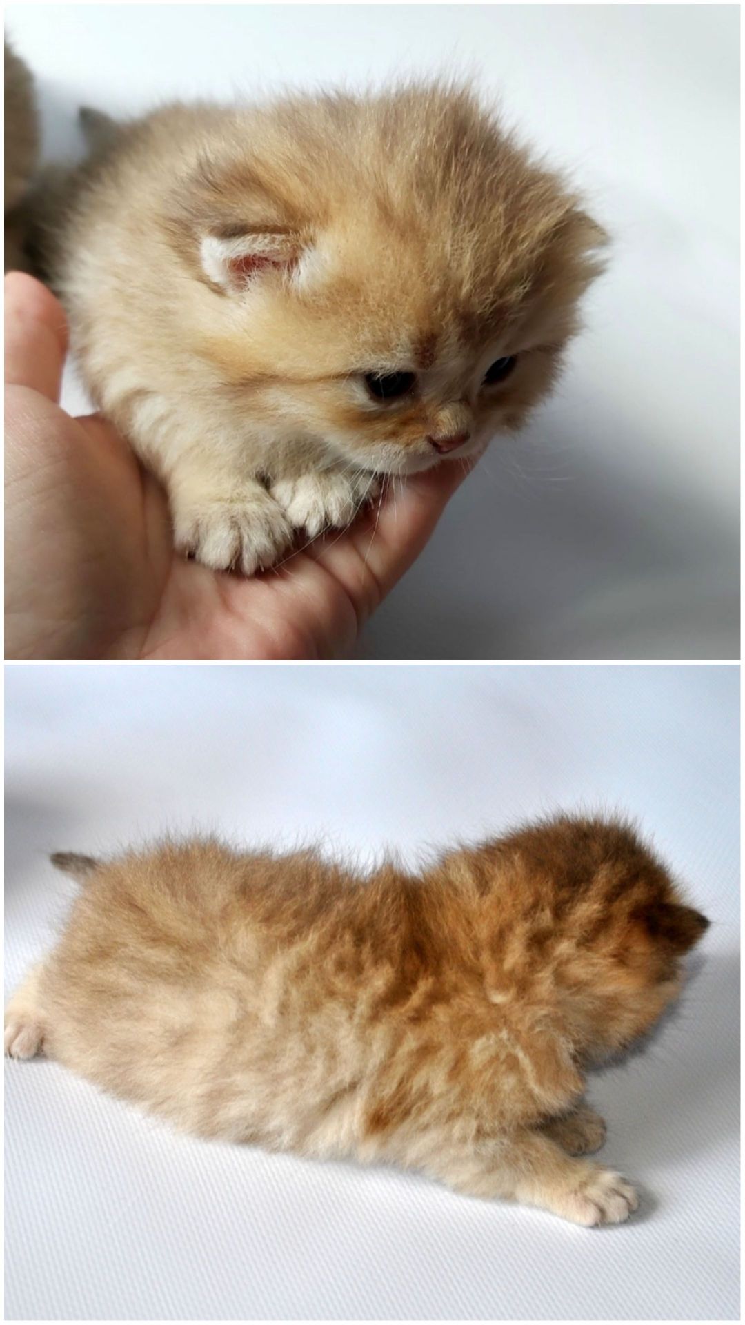 Шотландські кошенята