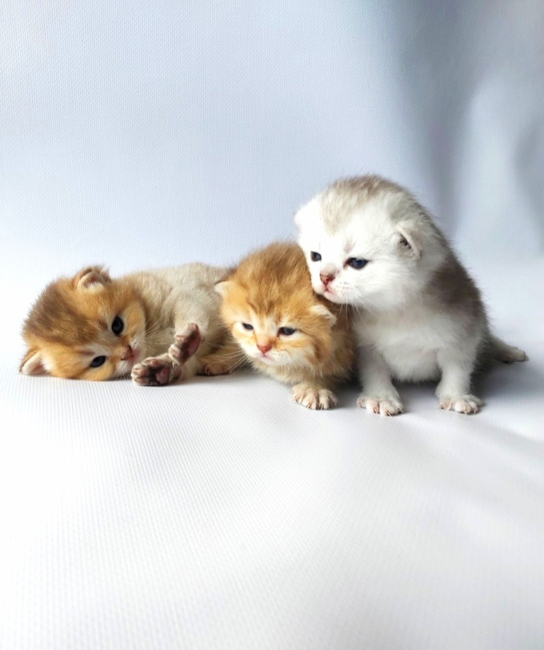 Шотландські кошенята