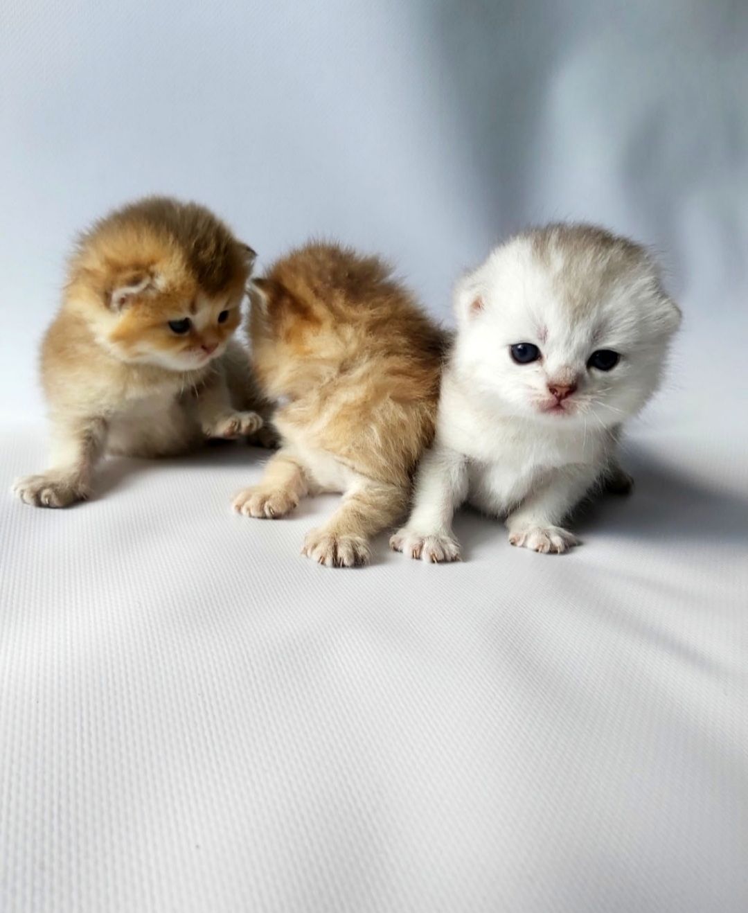 Шотландські кошенята