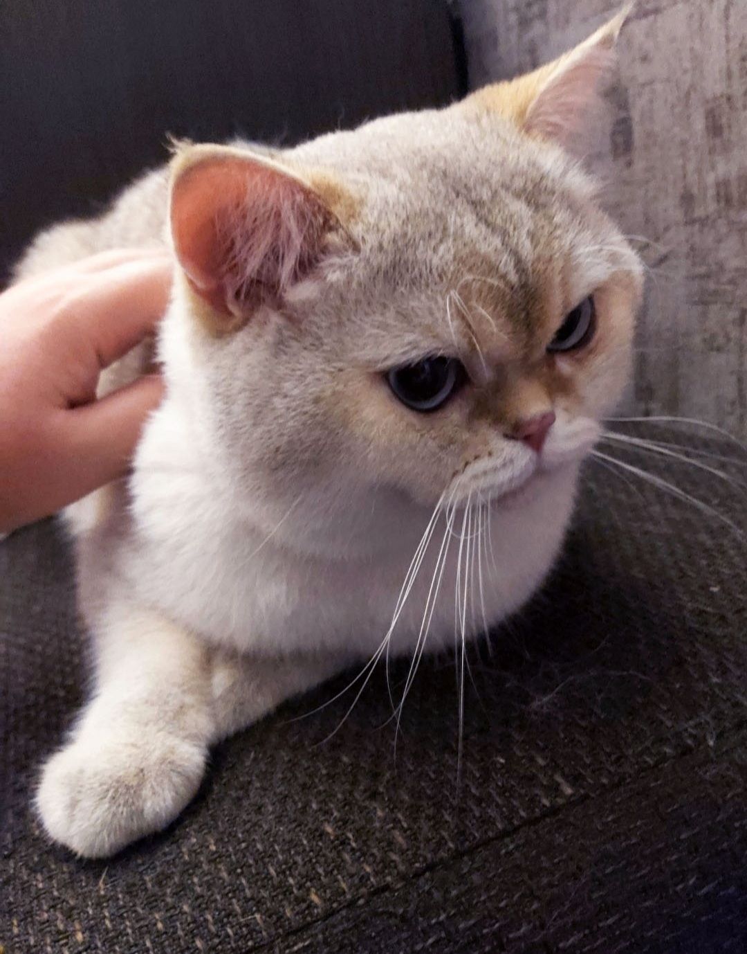 Шотландські кошенята