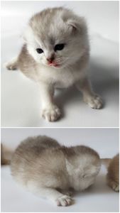 Шотландські кошенята