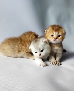 Шотландські кошенята