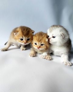 Шотландські кошенята