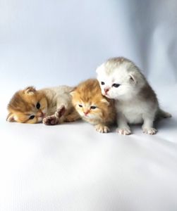 Шотландські кошенята