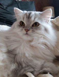 Шотландські кошенята