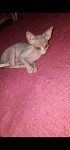 Котёнок канадский сфинкс девочка
