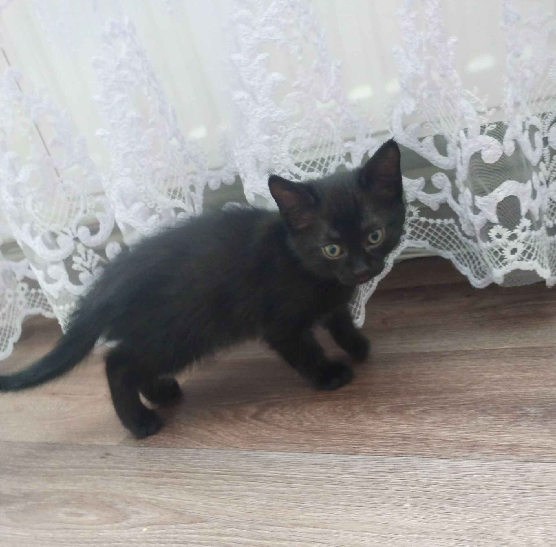 Віддам в добрі руки кошеня