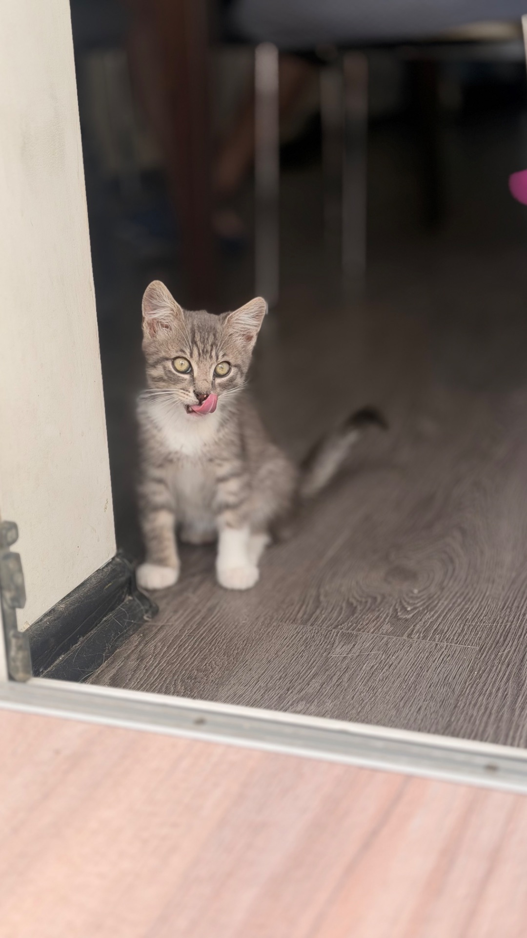 Сіре кошеня маленьке кошеня