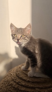 Сіре кошеня маленьке кошеня