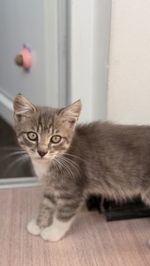 Сіре кошеня маленьке кошеня