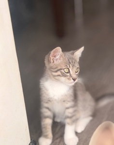 Сіре кошеня маленьке кошеня