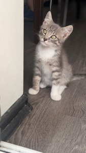 Сіре кошеня маленьке кошеня