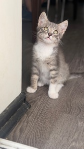 Сіре кошеня маленьке кошеня