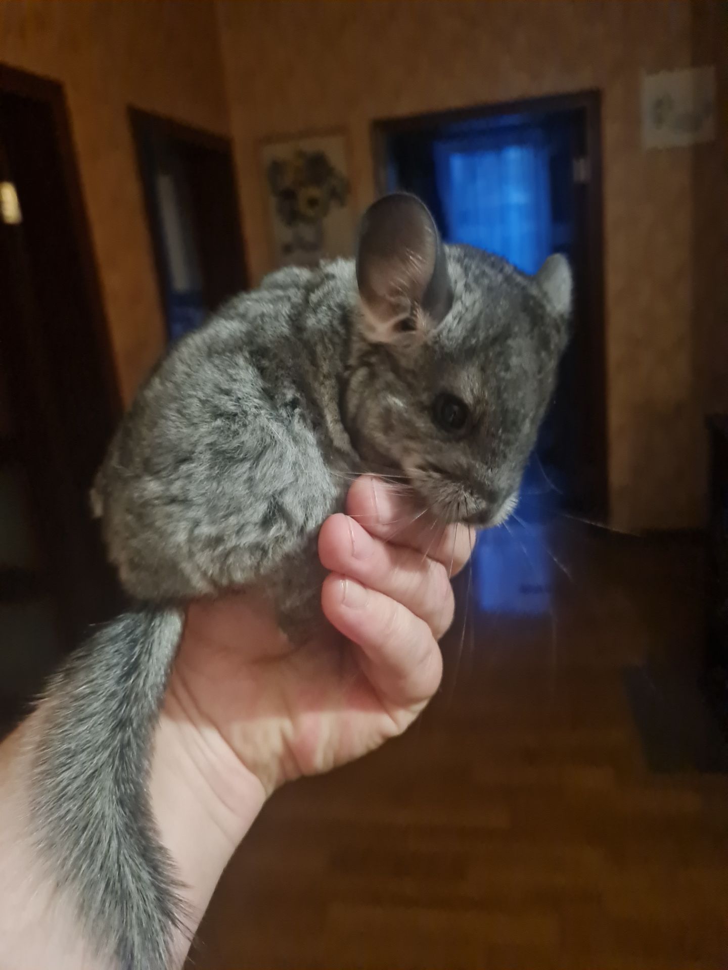 Шиншилки, хлоптик та дівчинка