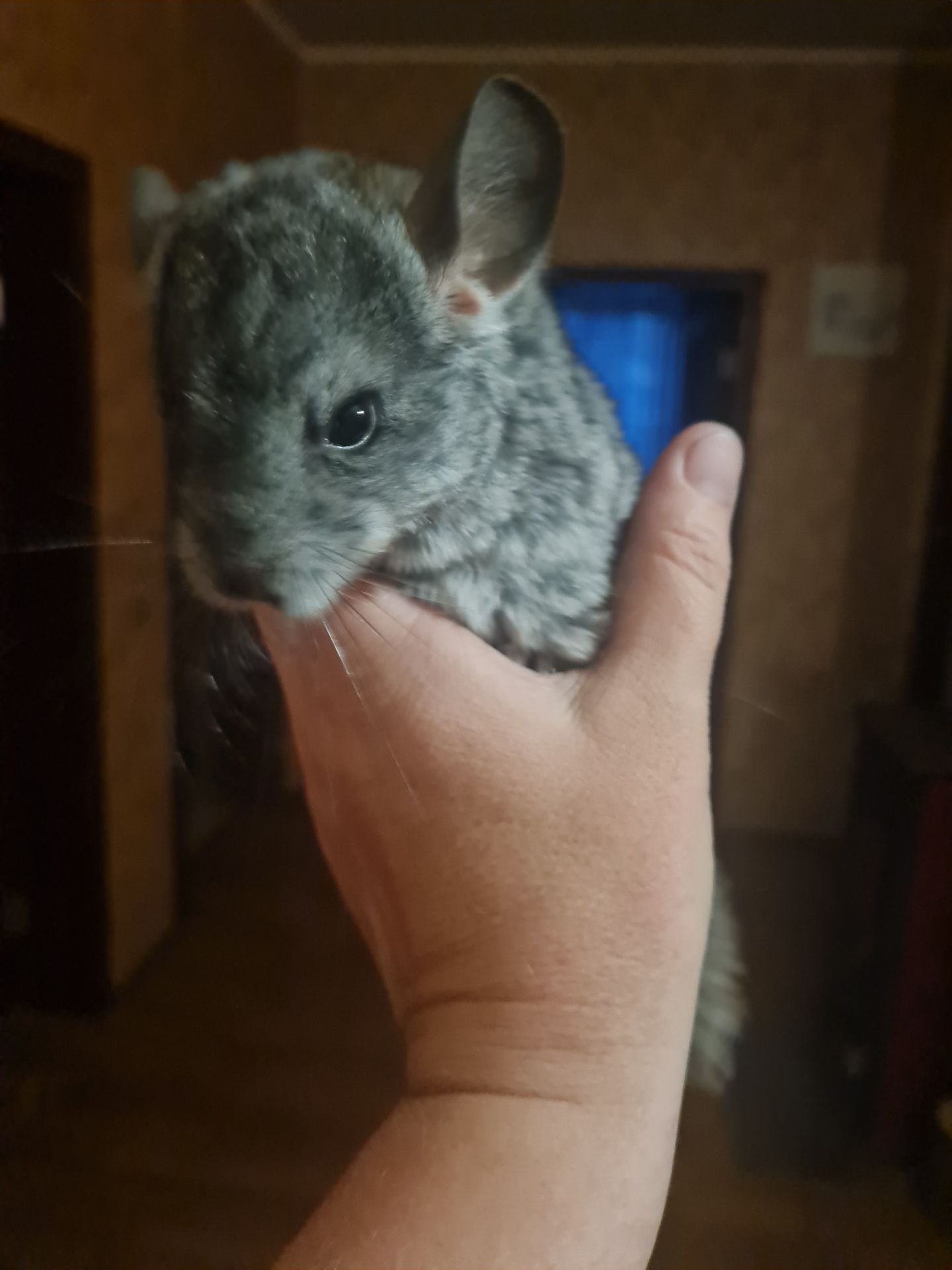 Шиншилки, хлоптик та дівчинка