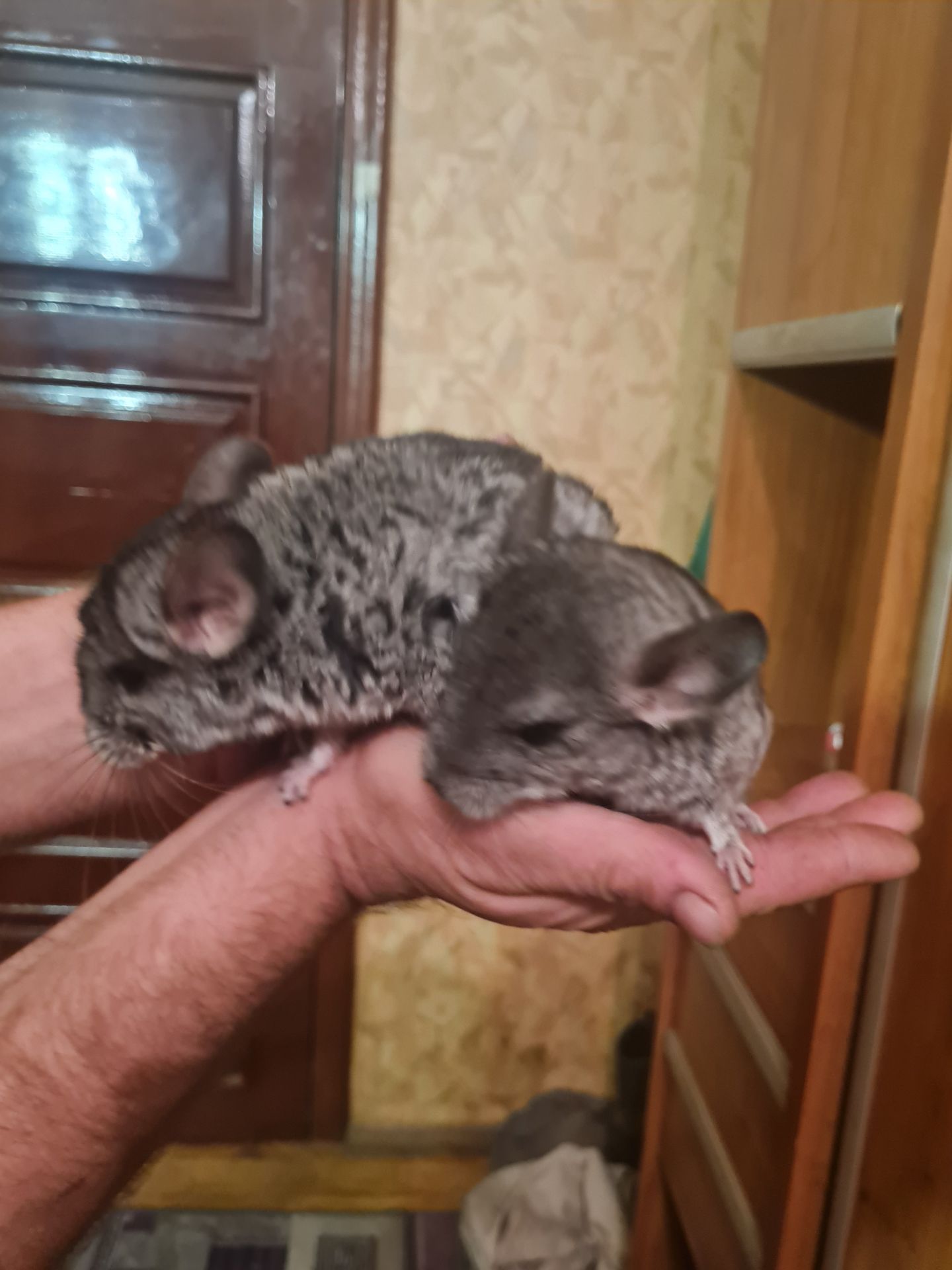 Шиншилки, хлоптик та дівчинка