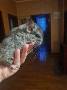 Шиншилки, хлоптик та дівчинка