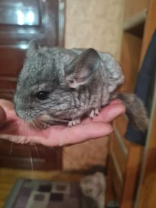 Шиншилки, хлоптик та дівчинка