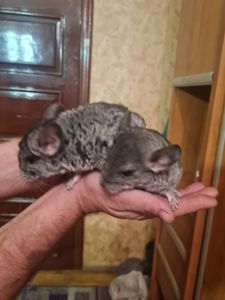 Шиншилки, хлоптик та дівчинка