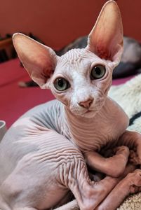 Котёнок канадский сфинкс девочка