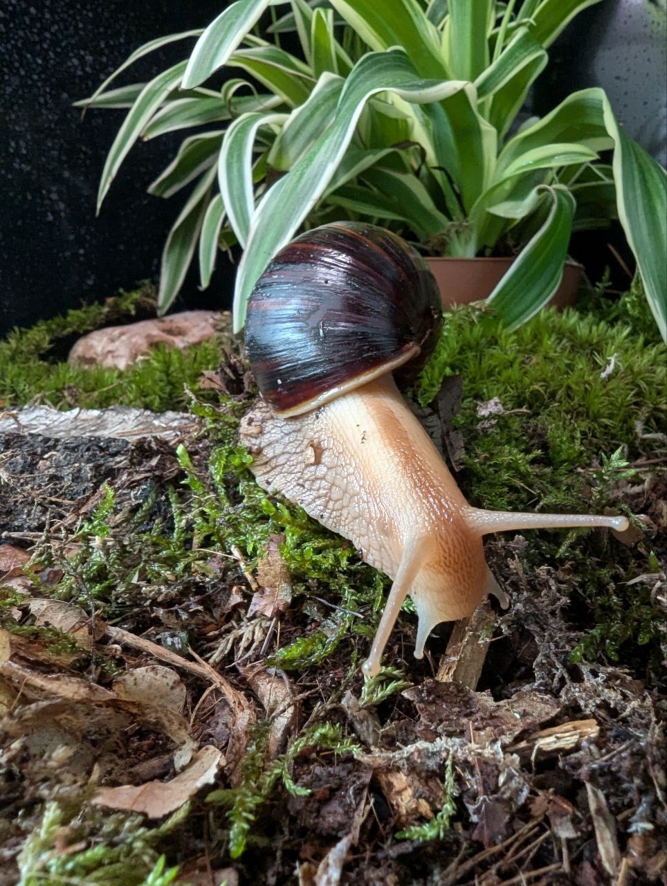 Равлики Lissachatina fulica (Ахатина фуліка)