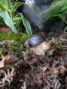 Равлики Lissachatina fulica (Ахатина фуліка)