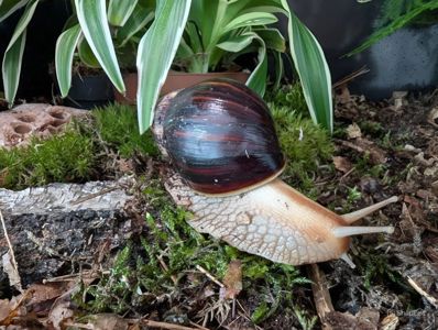 Равлики Lissachatina fulica (Ахатина фуліка)