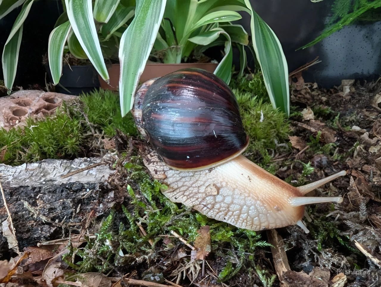 Равлики Lissachatina fulica (Ахатина фуліка)