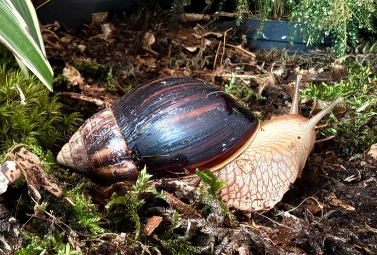 Равлики Lissachatina fulica (Ахатина фуліка)