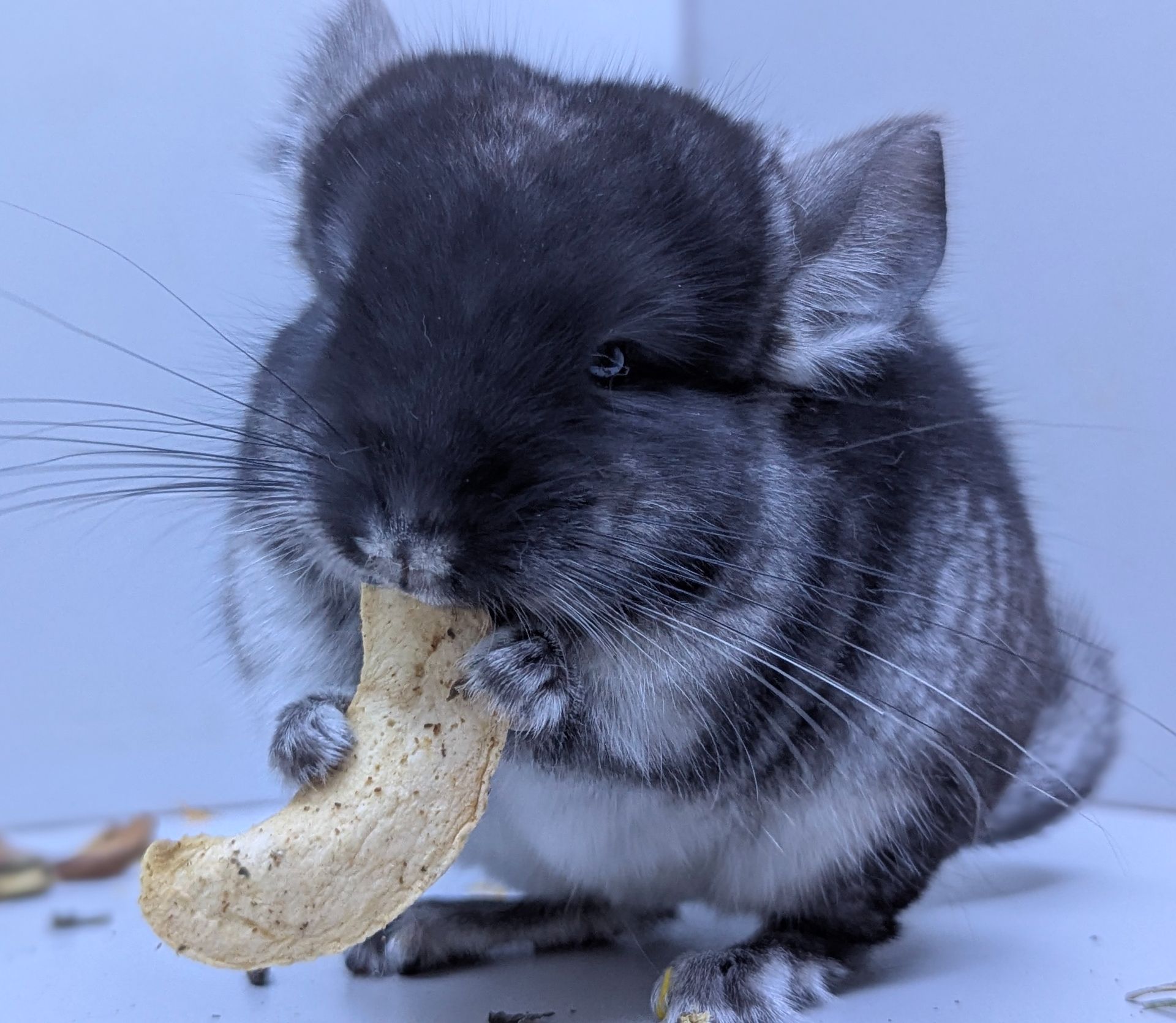 Хлопчик шиншила