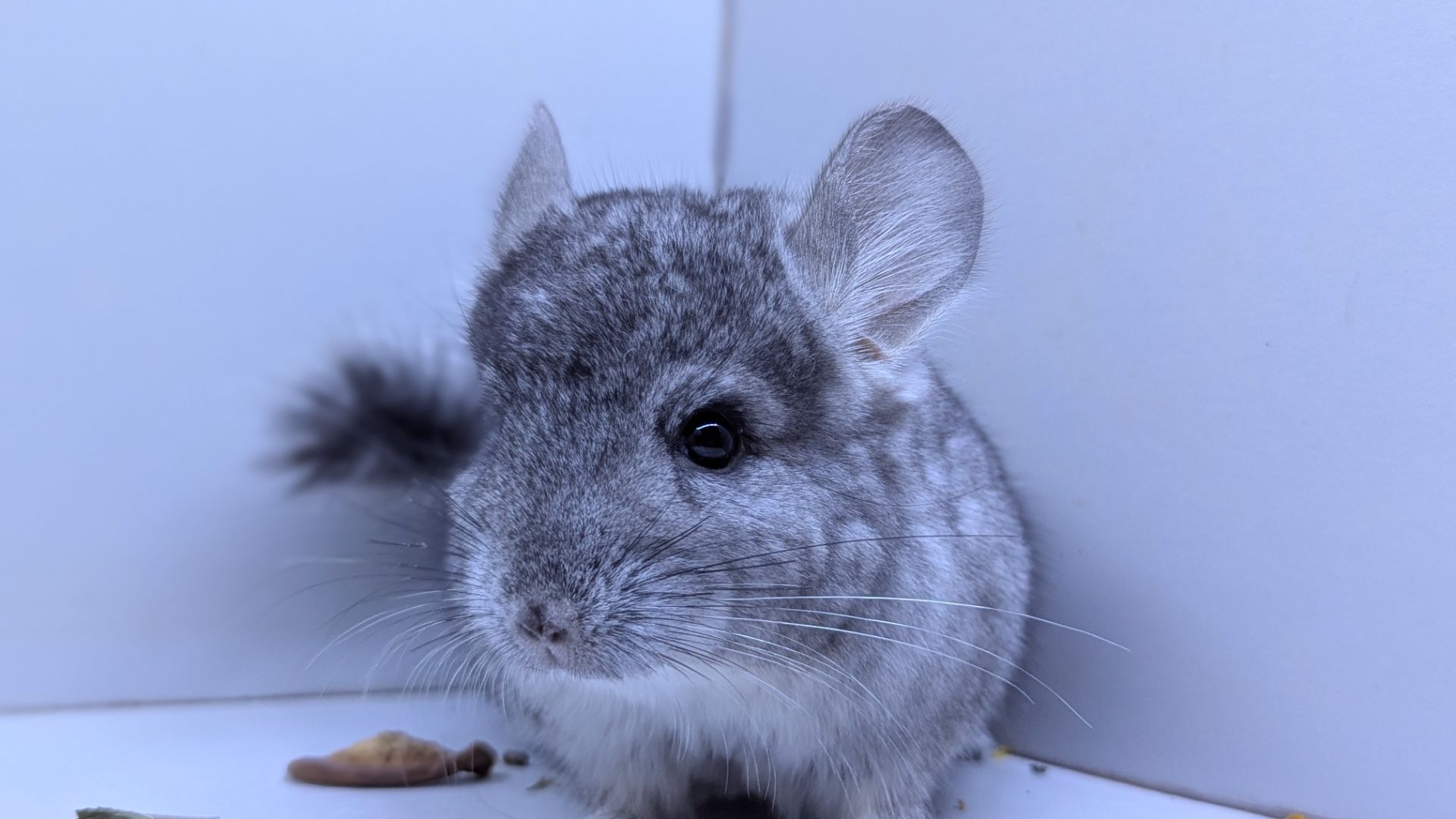 Хлопчик шиншила