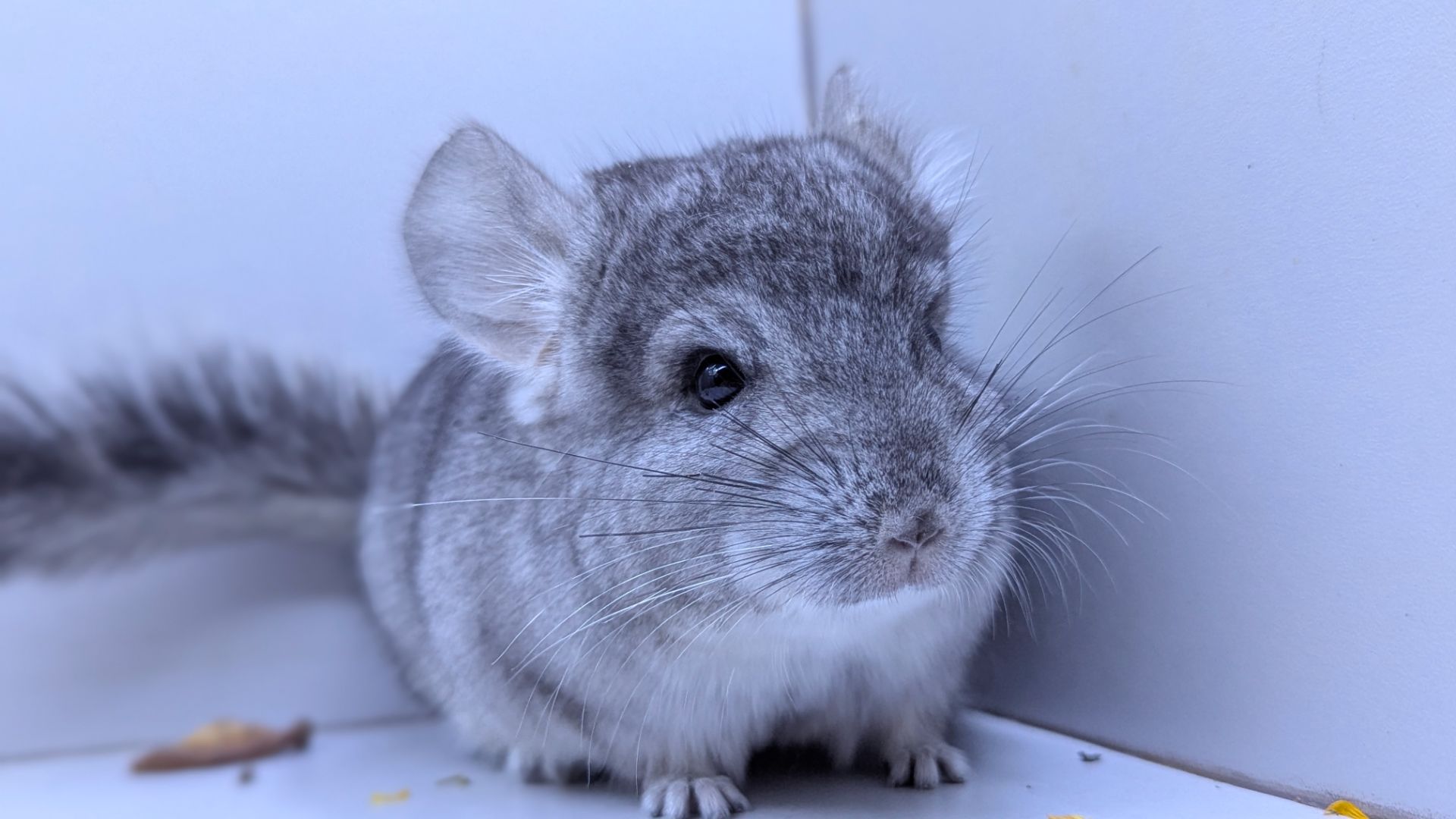 Хлопчик шиншила