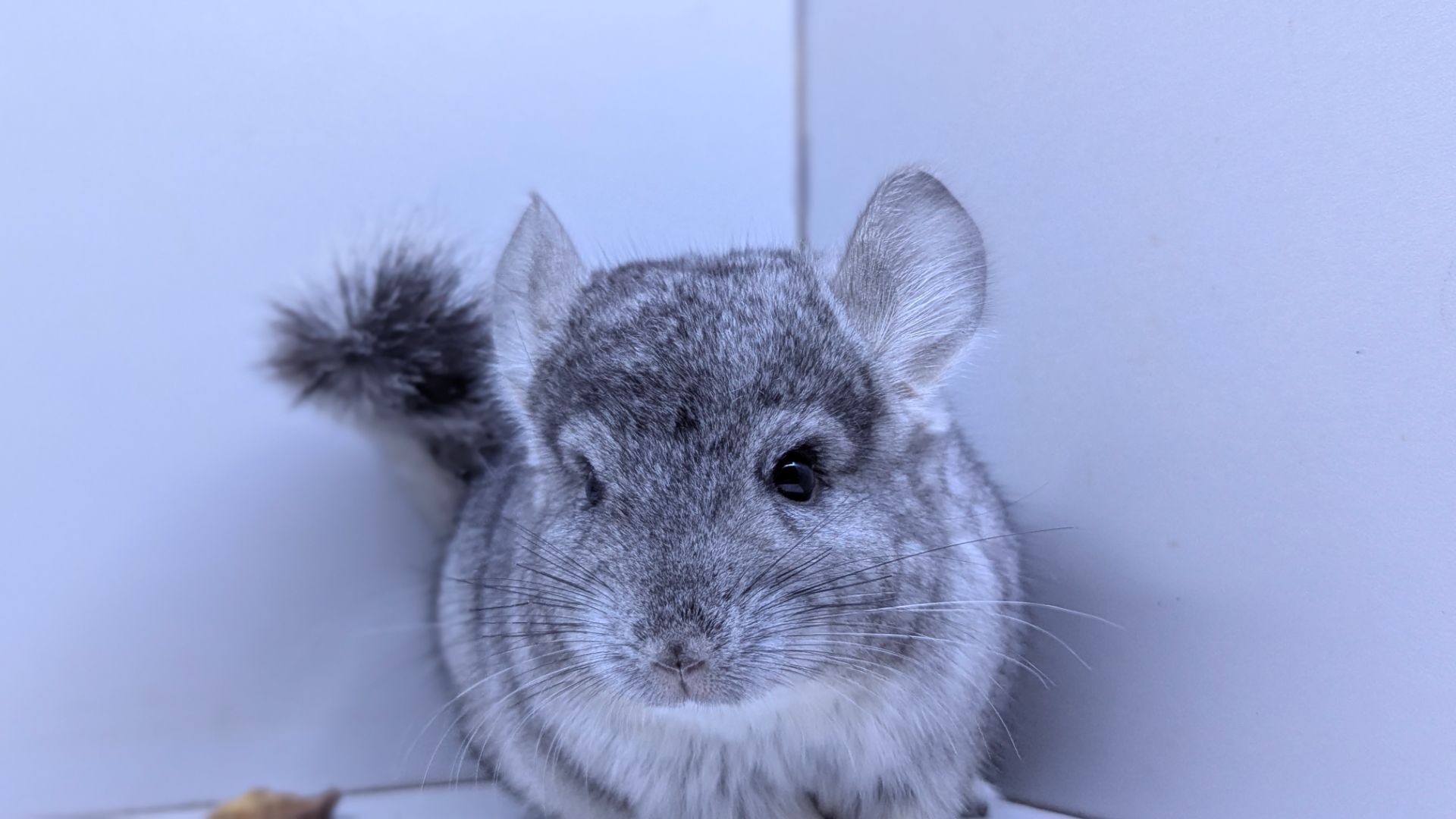 Хлопчик шиншила