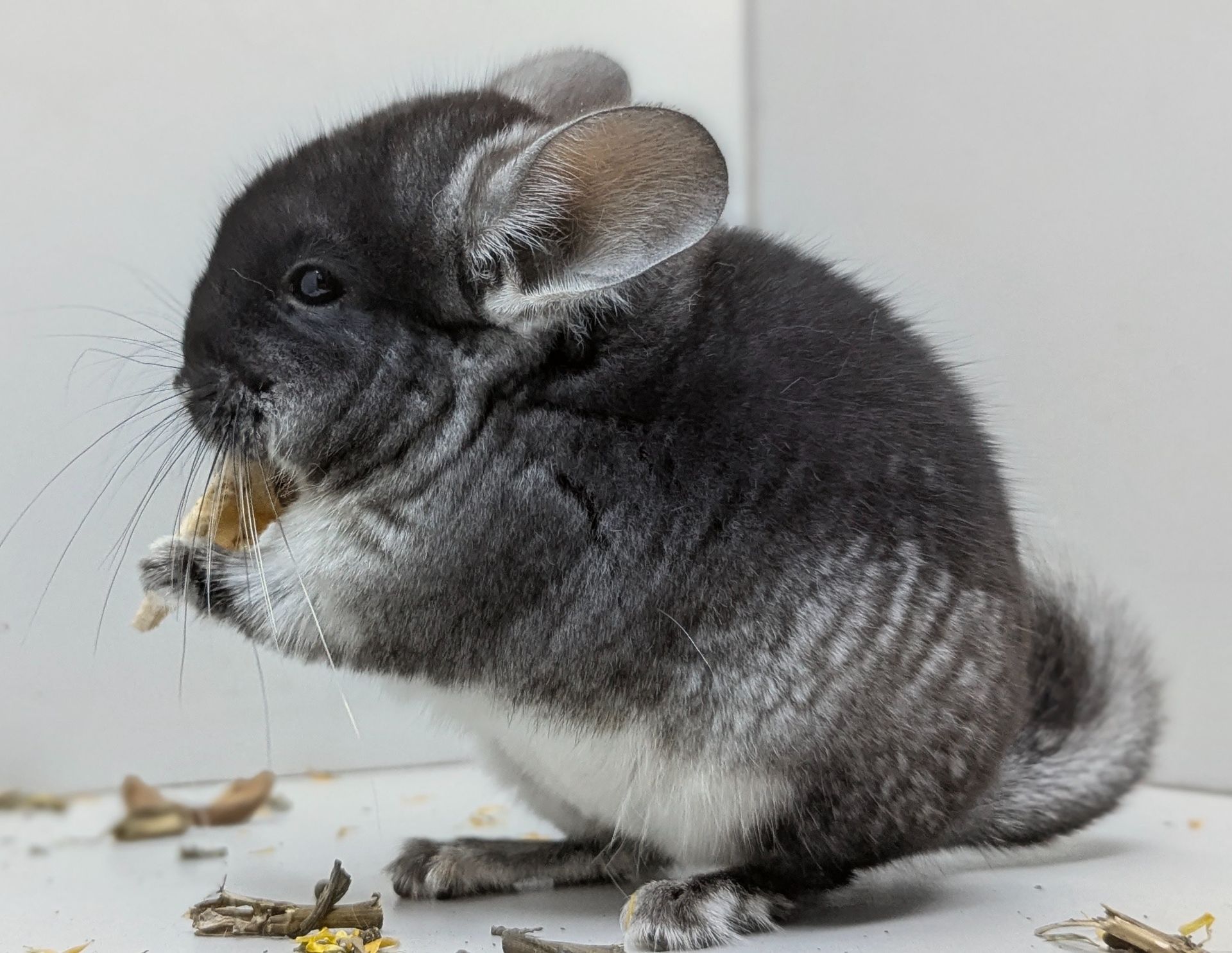 Хлопчик шиншила